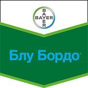 Блу Бордо, в.г.